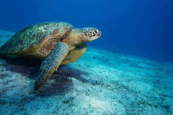 Riesenschildkröte auf sandigem Grund — Stockfoto