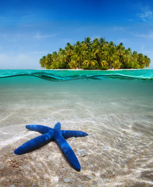 Underwater life near beautiful island — Stock Photo, Image