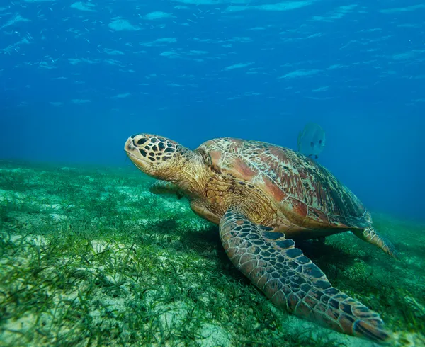 Enormous sea turtle in gulf — Stock Photo, Image