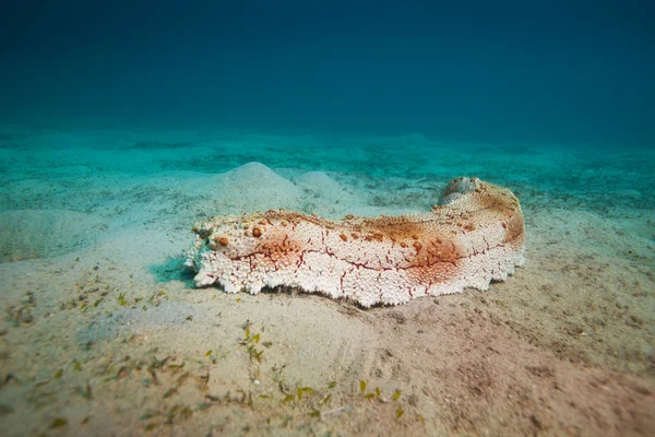 Большой морской огурец на дне моря — стоковое фото