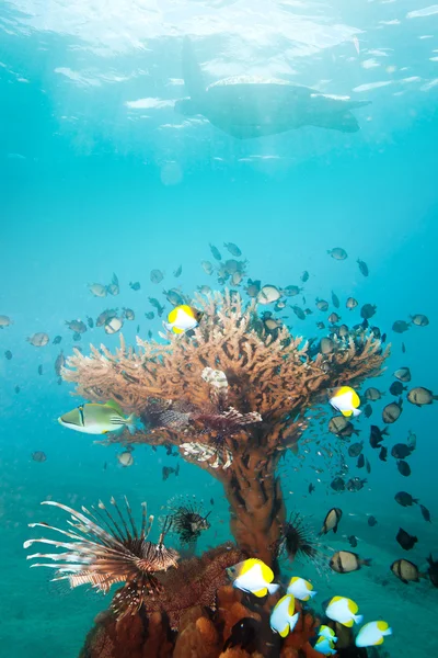 Coral rico com peixes — Fotografia de Stock