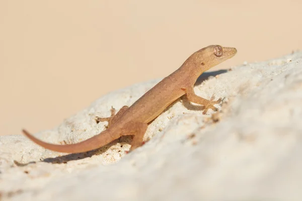 Cute small lizard on rock — Stock Photo, Image