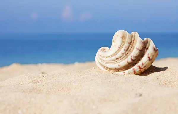 Seashell beyaz kum üzerinde — Stok fotoğraf