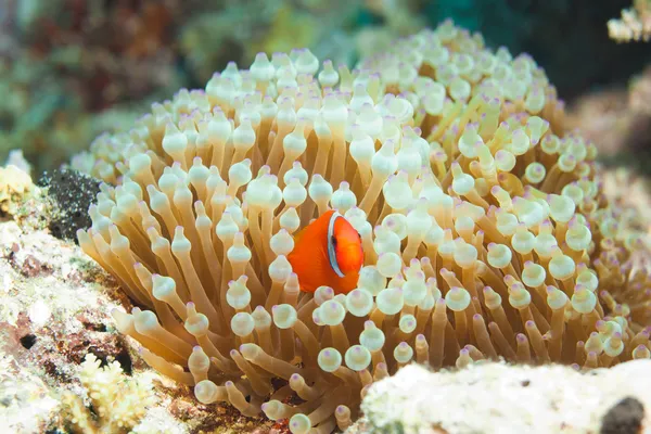 Cute clownfish in anemones — Stock Photo, Image