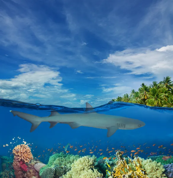 游泳在珊瑚之间的鲨鱼 — 图库照片