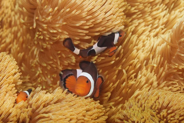 Macro shoot of clownfish — Stock Photo, Image