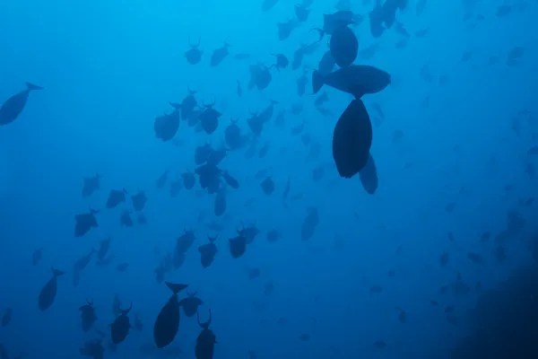 School of fish in deep ocean waters — Stock Photo, Image