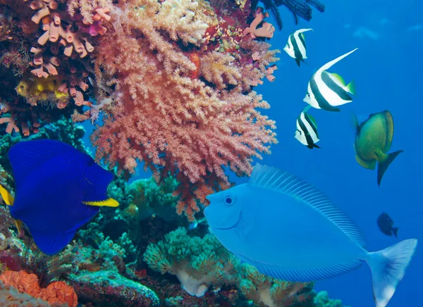 Colorful underwater world — Stock Photo, Image