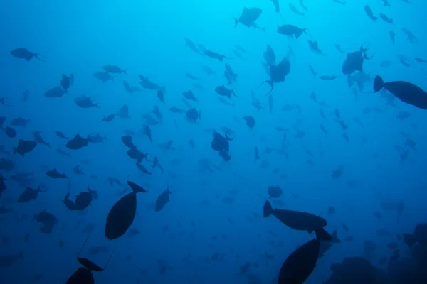 해저 생활의 불가사 — 스톡 사진