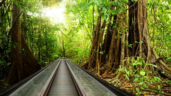 Porta la foresta pluviale nel tuo business center — Foto Stock