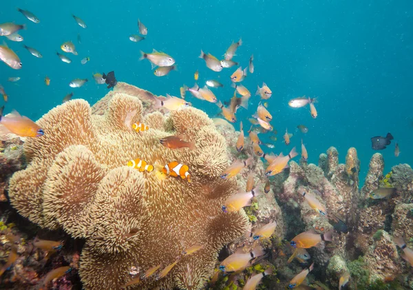 Оживленная жизнь на коралловом рифе — стоковое фото