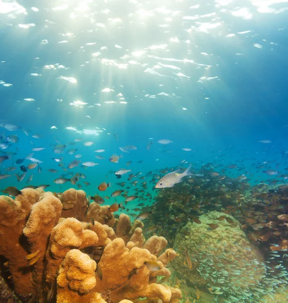 Spannende onderwater panorama — Stockfoto