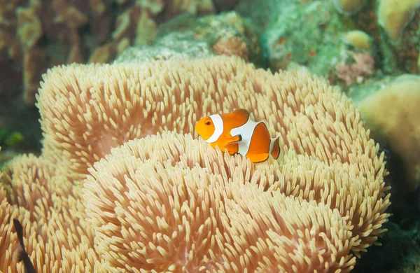 Little orange clownfish in anemones — Stock Photo, Image