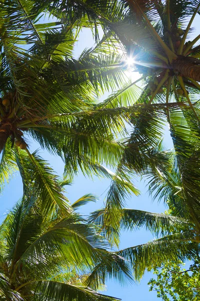 Toppen van palmbomen — Stockfoto