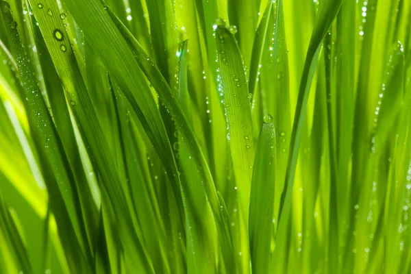 Hierba verde después de la lluvia — Foto de Stock