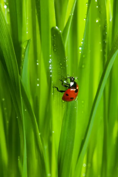 Lieveheersbeestje op natte mousserende gras — Stockfoto