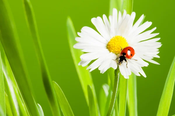 Beautiful chamomile with ladybug — Stock Photo, Image