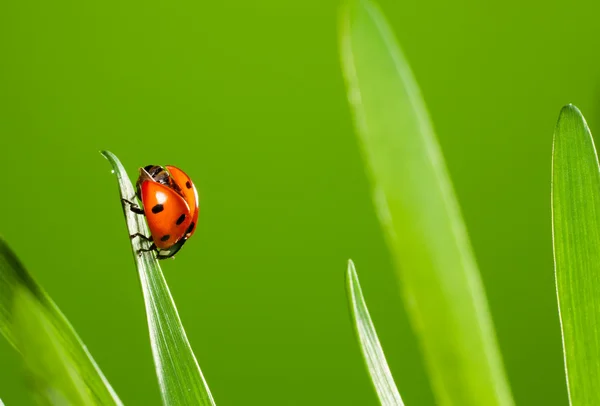 Close up van prachtige lieveheersbeestje — Stockfoto