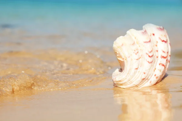 Seashell and waves — Stock Image Seashell and waves Royalty Free Stock Images