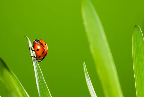Close up of beautiful ladybug Royalty Free Stock Images