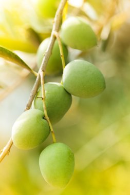 Zeytin bahçeleri güneşli bir günde