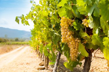 bereketli vadinin Güney Fransa