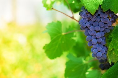 Midday in vineyard