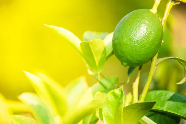 Limão verde crescendo em dia ensolarado — Fotografia de Stock