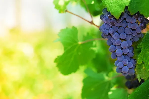 Полдень в винограднике — стоковое фото