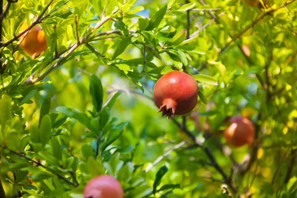 Granat owoc na drzewie — Zdjęcie stockowe
