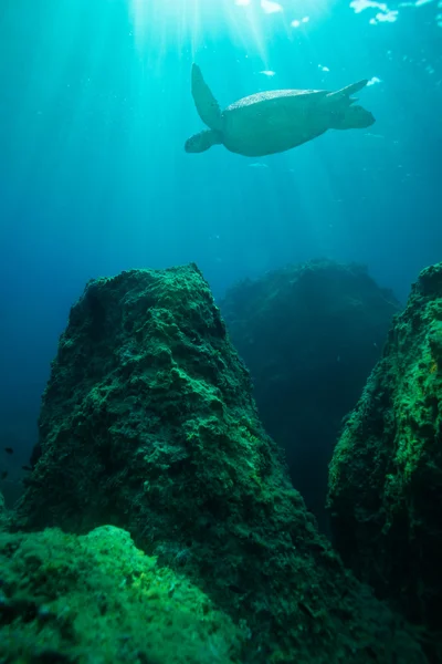 Schildkröte schwimmt zwischen großen Felsen — Stockfoto