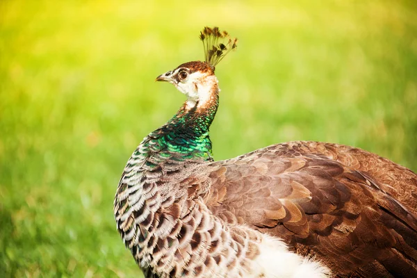 Primer plano de pavo real marrón — Foto de Stock