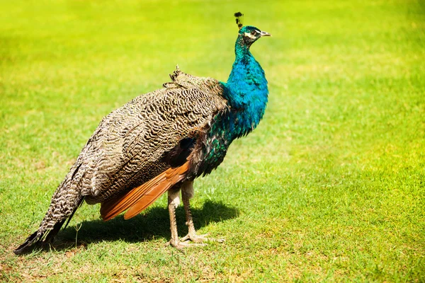 Pavo real marrón — Foto de Stock