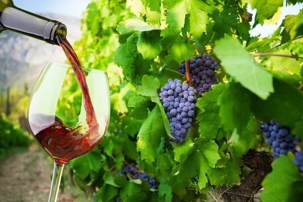 Filling the glass with finest wine — Stock Photo, Image