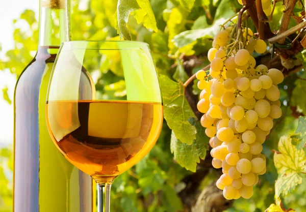 White wine and grapes — Stock Photo, Image