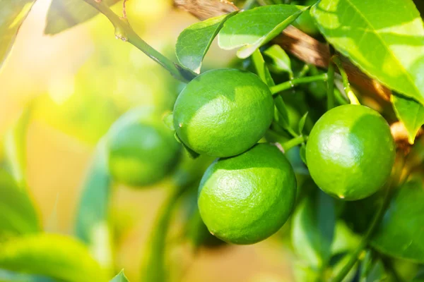 Primer plano de limón verde rasgado — Foto de Stock