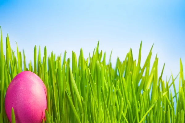 Ping Easter egg — Stock Photo, Image