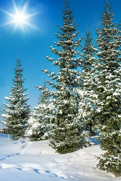 雪灾后的冷杉 — 图库照片