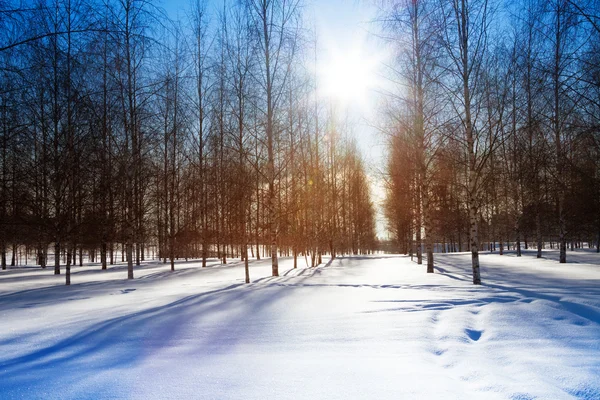 Birch lines in the park — Stock Photo, Image