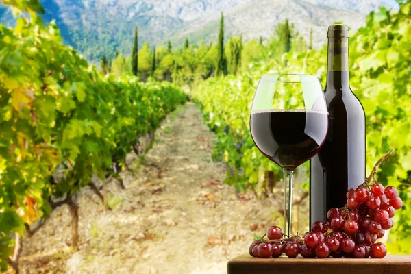 Where the best wine is done — Stock Photo, Image
