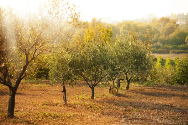Zeytin alan