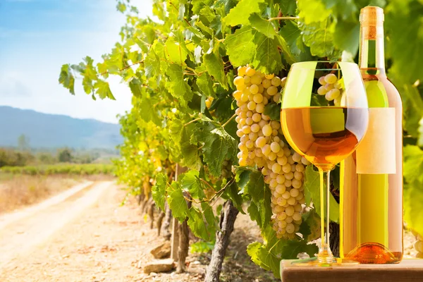 Beyaz şarap ve üzüm bağı — Stok fotoğraf