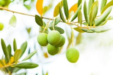 zeytin ağacı dalı