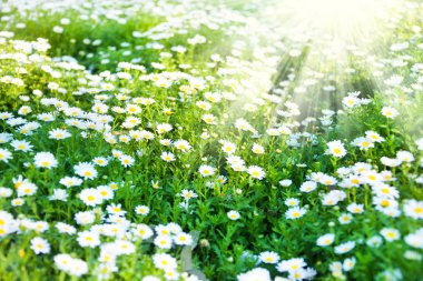 güzel beyaz kır çiçekleri