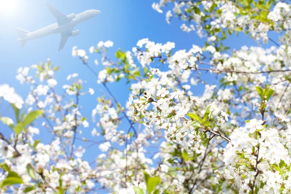 桜の花と飛行機 — ストック写真