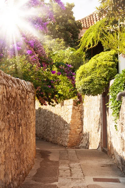 Rue méditerranéenne avec fleurs et arbres — Photo