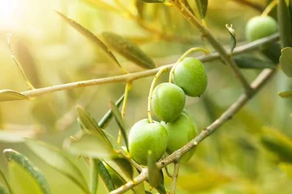 Dojrzałe, zielone oliwki — Zdjęcie stockowe