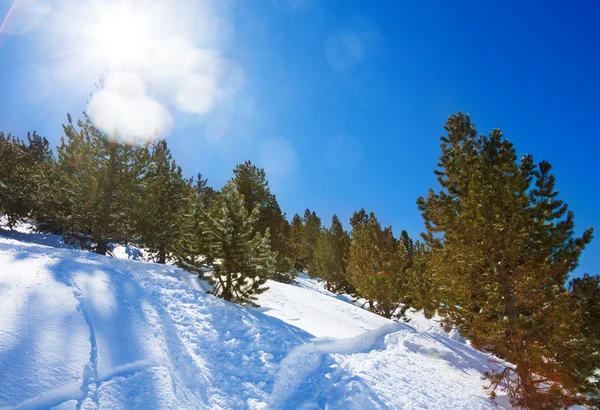 Wald im Winter in den Bergen — Stockfoto