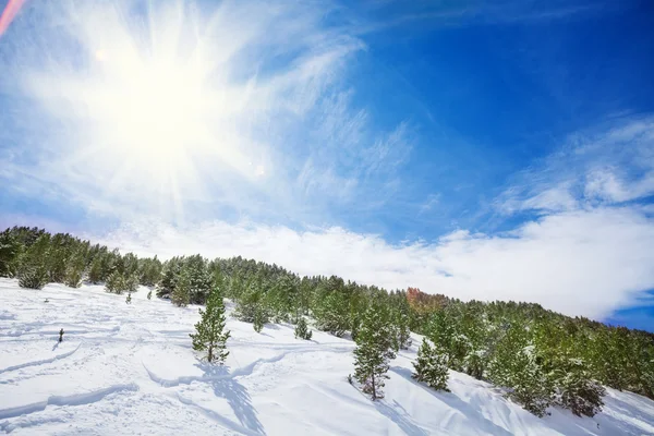 Kışın ormanın panoramik çekim — Stok fotoğraf