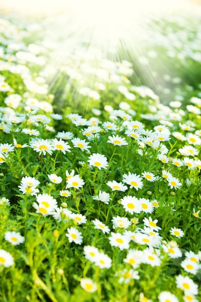 Flores de manzanilla — Foto de Stock